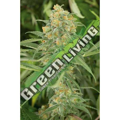 25 UND FEM - GREEN CRACK * HUMBOLDT 25 UND FEMINIZADAS