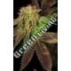 6 UND FEM - RENE * HOUSE OF THE GREAT GARDENER FEMINIZADA 6 UND