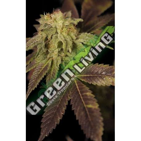 6 UND FEM - RENE * HOUSE OF THE GREAT GARDENER FEMINIZADA 6 UND