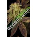 6 UND FEM - RENE * HOUSE OF THE GREAT GARDENER FEMINIZADA 6 UND