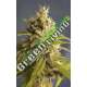 6 UND FEM - CBD RENE * HOUSE OF THE GREAT GARDENER FEMINIZADA 6 UND