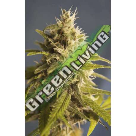 6 UND FEM - CBD RENE * HOUSE OF THE GREAT GARDENER FEMINIZADA 6 UND