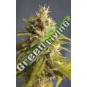 6 UND FEM - CBD RENE * HOUSE OF THE GREAT GARDENER FEMINIZADA 6 UND