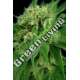 6 UND FEM - JACK HERER * HOUSE OF THE GREAT GARDENER FEMINIZADA 6 UND