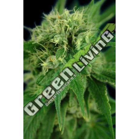 6 UND FEM - JACK HERER * HOUSE OF THE GREAT GARDENER FEMINIZADA 6 UND