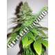 3 UND FEM - CARAMELLA * HOMEGROWN FANTASEEDS 3 UND FEMINIZADAS