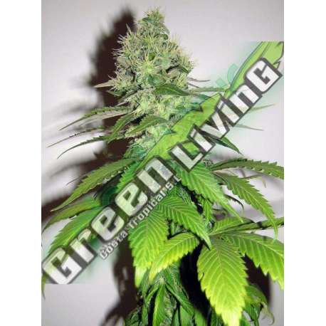 3 UND FEM - CARAMELLA * HOMEGROWN FANTASEEDS 3 UND FEMINIZADAS