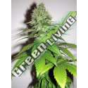 3 UND FEM - CARAMELLA * HOMEGROWN FANTASEEDS 3 UND FEMINIZADAS