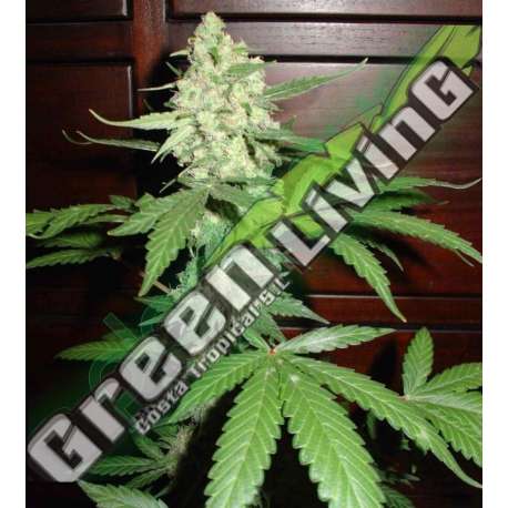 3 UND FEM - HOMEGROWN CHEESE AUTO * HOMEGROWN FANTASEEDS FEM 3 UND