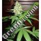 5 UND FEM - HOMEGROWN CHEESE AUTO * HOMEGROWN FANTASEEDS FEM 5 UND