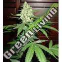 5 UND FEM - HOMEGROWN CHEESE AUTO * HOMEGROWN FANTASEEDS FEM 5 UND