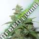 5 UND FEM - CARAMMELLA AUTO * HOMEGROWN FANTASEEDS FEM 5 UND