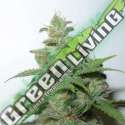 5 UND FEM - CARAMMELLA AUTO * HOMEGROWN FANTASEEDS FEM 5 UND
