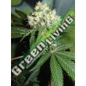 5 UND REG - ORIGINAL MISTY * HOMEGROWN FANTASEEDS 5 UND REG