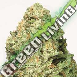 5 UND FEM - FRUIT PUNCH * HEAVYWEIGHT SEEDS 5 UND FEMINIZADAS