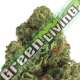 5 UND FEM - MIDNIGHT MASS * HEAVYWEIGHT SEEDS 5 UND FEMINIZADAS