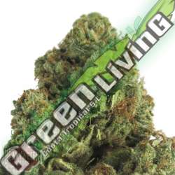 5 UND FEM - MIDNIGHT MASS * HEAVYWEIGHT SEEDS 5 UND FEMINIZADAS