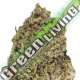 5 UND FEM - DREAM MACHINE * HEAVYWEIGHT SEEDS 5 UND FEMINIZADAS