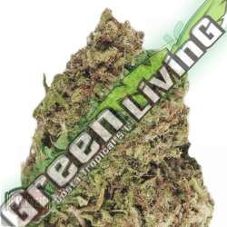 5 UND FEM - DREAM MACHINE * HEAVYWEIGHT SEEDS 5 UND FEMINIZADAS