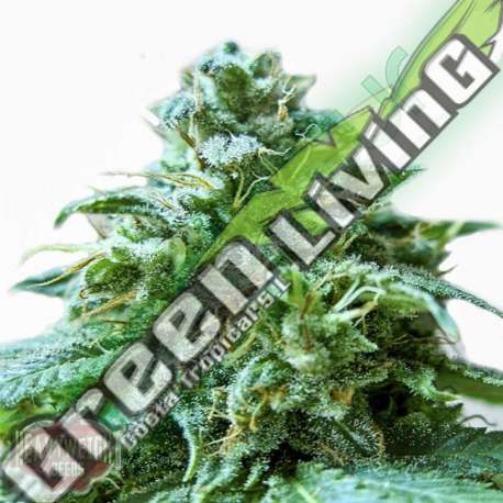 10 UND FEM - SUPERB OG * HEAVYWEIGHT SEEDS 10 UND FEMINIZADAS