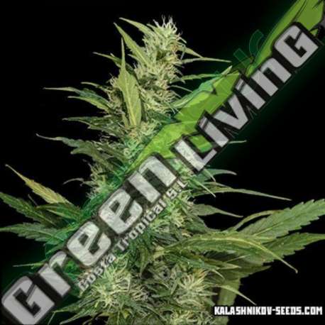 3 UND FEM - AMUR GIANT AUTO * KALASHNIKOV SEEDS 3 UND FEMINIZADAS