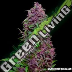 5 UND FEM - PURPLE MAZAR AUTO * KALASHNIKOV SEEDS 5 UND FEMINIZADAS