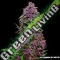 5 UND FEM - PURPLE MAZAR AUTO * KALASHNIKOV SEEDS 5 UND FEMINIZADAS