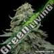 5 UND FEM - KABUL EXPRESS * KALASHNIKOV SEEDS 5 UND FEMINIZADAS