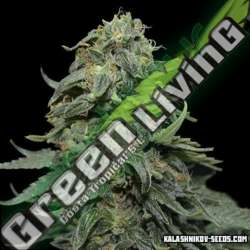 5 UND FEM - KABUL EXPRESS * KALASHNIKOV SEEDS 5 UND FEMINIZADAS