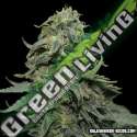 5 UND FEM - KABUL EXPRESS * KALASHNIKOV SEEDS 5 UND FEMINIZADAS