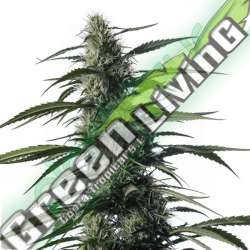 5 UND FEM - TXAKI * MEDICAL MARIJUANA GENETICS 5 UND FEMINIZADAS