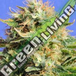 1 UND FEM - CHRONIC LIGHTS * ORIGINAL SENSIBLE 1 UND FEMINIZADA