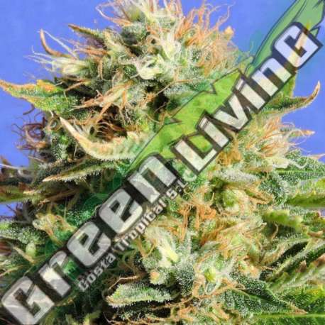 1 UND FEM - CHRONIC LIGHTS * ORIGINAL SENSIBLE 1 UND FEMINIZADA