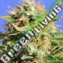 1 UND FEM - CHRONIC LIGHTS * ORIGINAL SENSIBLE 1 UND FEMINIZADA