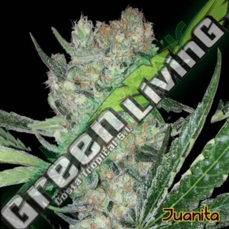 1 UND FEM - JUANITA * ORIGINAL SENSIBLE 1 UND FEMINIZADA