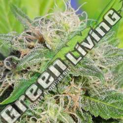 1 UND FEM - SUPER AUTO LEMON HAZE * ORIGINAL SENSIBLE 1 UND FEMINIZADA