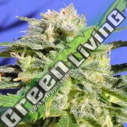 1 UND FEM - LEMONBERRY HAZE AUTO * ORIGINAL SENSIBLE 1 UND FEMINIZADA