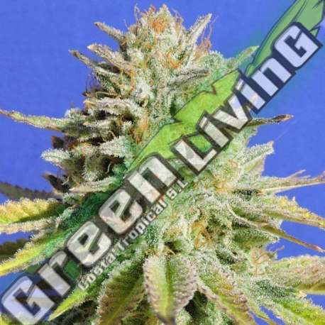 1 UND FEM - GORILLA GLUE 4 * ORIGINAL SENSIBLE 1 UND FEMINIZADA