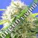5 UND FEM - BLACK DESTROYER * ORIGINAL SENSIBLE 5 UND FEMINIZADAS
