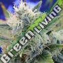 5 UND FEM - GIRL SCOUT COOKIES * ORIGINAL SENSIBLE 5 UND FEMINIZADA