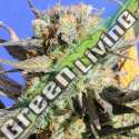 5 UND FEM - GRANDADDY BLACK * ORIGINAL SENSIBLE 5 UND FEMINIZADAS