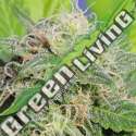 10 UND FEM - SUPER AUTO LEMON HAZE * ORIGINAL SENSIBLE 10 UND FEMINIZADAS
