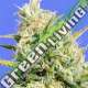 10 UND FEM - CBD LEMON AID * ORIGINAL SENSIBLE 10 UND FEMINIZADAS