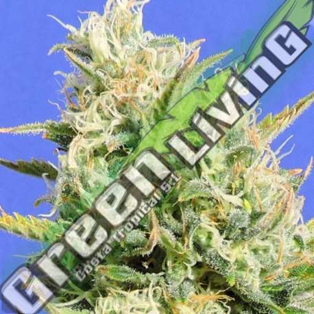 10 UND FEM - CBD LEMON AID * ORIGINAL SENSIBLE 10 UND FEMINIZADAS