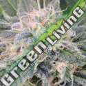 10 UND FEM - BLACK GHOST OG * ORIGINAL SENSIBLE 10 UND FEMINIZADAS
