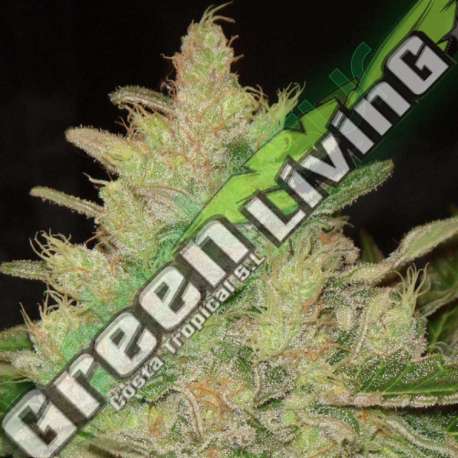 25 UND FEM - BLUEBERRY GHOST OG * ORIGINAL SENSIBLE 25 UND FEMINIZADAS