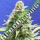 25 UND FEM - AMNESIA LEMON KUSH * ORIGINAL SENSIBLE 25 UND FEMINIZADAS