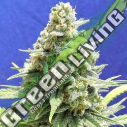25 UND FEM - AMNESIA LEMON KUSH * ORIGINAL SENSIBLE 25 UND FEMINIZADAS