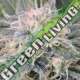 25 UND FEM - BLACK GHOST OG * ORIGINAL SENSIBLE 25 UND FEMINIZADAS