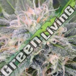 25 UND FEM - BLACK GHOST OG * ORIGINAL SENSIBLE 25 UND FEMINIZADAS